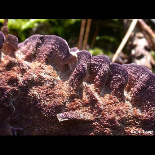 <i>Trichaptum abietinum</i> (Pers. ex J.F.Gmel.) Ryvarden, 1972 © D. Sugny