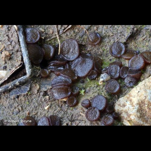 <i>Ascobolus behnitziensis</i> Kirschst., 1906 © Gilbert Moyne