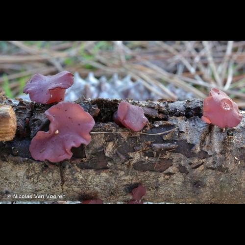 <i>Ascocoryne cylichnium</i> (Tul.) Korf, 1971 © Nicolas Van Vooren