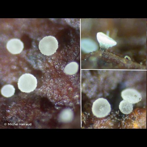 <i>Calycellina leucella</i> (P.Karst.) Dennis ex E.Müll., 1977 © Michel Hairaud