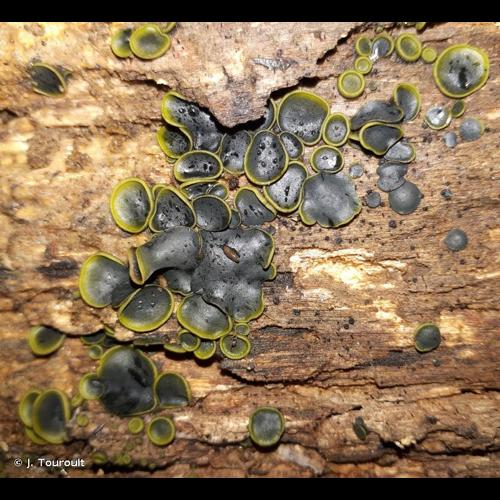 <i>Catinella olivacea</i> (Batsch) Boud., 1907 &copy; J. Touroult