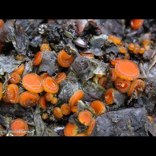 <i>Cheilymenia rubra</i> Roum. ex Boud., 1907 &copy; Michel Hairaud