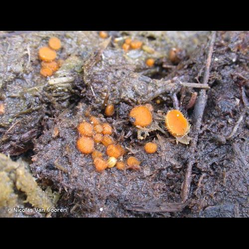 <i>Cheilymenia stercorea</i> (Pers.) Boud., 1907 &copy; Nicolas Van Vooren