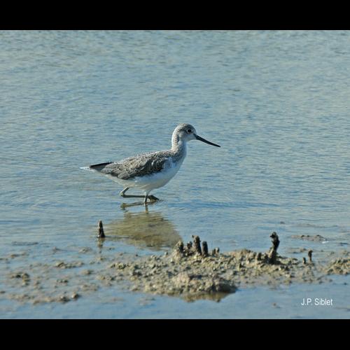 <i>Tringa stagnatilis</i> (Bechstein, 1803) © J.P. Siblet