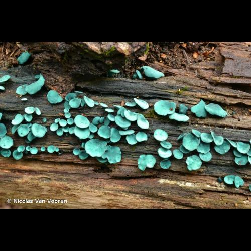 <i>Chlorociboria aeruginascens</i> (Nyl.) Kanouse ex C.S.Ramamurthi, Korf & L.R.Batra, 1958 © Nicolas Van Vooren