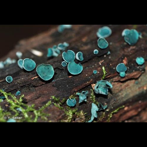 <i>Chlorociboria aeruginosa</i> (Oeder) Seaver ex C.S.Ramamurthi, Korf & L.R.Batra, 1958 © Y. Sellier