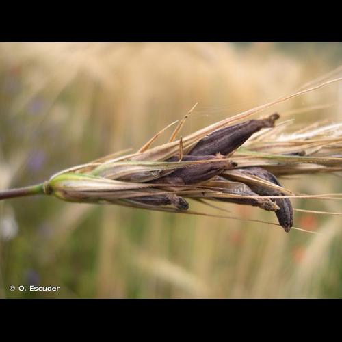 <i>Claviceps purpurea</i> (Fr.) Tul., 1853 © O. Escuder