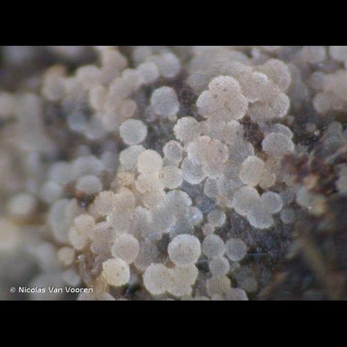 <i>Coprotus granuliformis</i> (P.Crouan & H.Crouan) Kimbr., 1967 © Nicolas Van Vooren