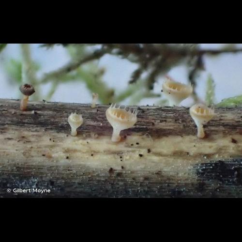 <i>Crocicreas coronatum</i> (Bull.) S.E.Carp., 1980 © Gilbert Moyne