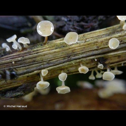 <i>Crocicreas cyathoideum</i> (Bull.) S.E.Carp., 1980 © Michel Hairaud