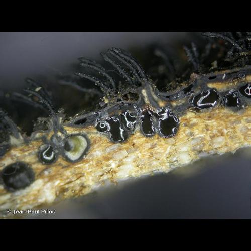 <i>Peroneutypa scoparia</i> (Schwein.) Carmarán & A.I.Romero, 2006 © Jean-Paul Priou