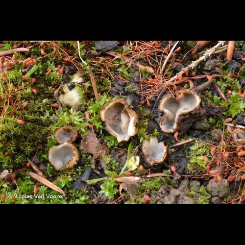 <i>Geopora arenicola</i> (Lév.) Kers, 1974 © Nicolas Van Vooren