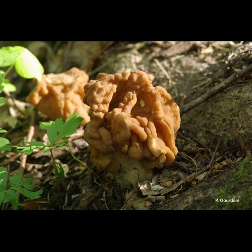 <i>Gyromitra esculenta</i> (Pers.) Fr., 1849 &copy; P. Gourdain