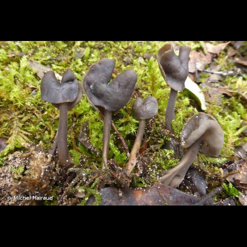 <i>Helvella atra</i> Oeder, 1770 © Michel Hairaud