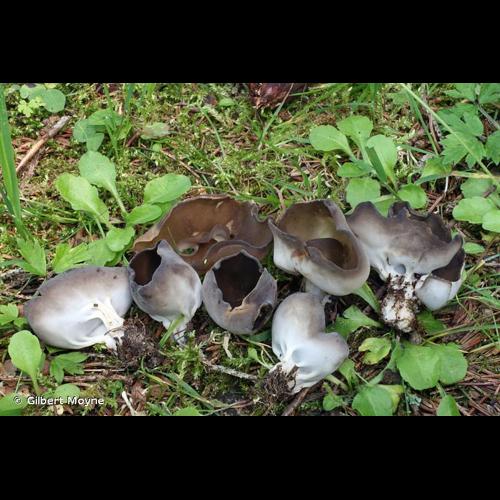 <i>Dissingia confusa</i> (Harmaja) K.Hansen & X.H.Wang, 2019 © Gilbert Moyne