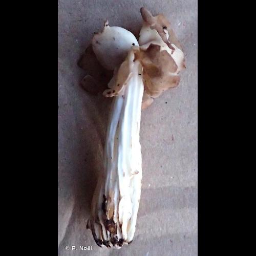 <i>Helvella crispa</i> (Scop.) Fr., 1822 © P. Noël