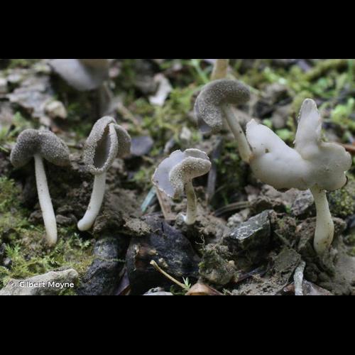 <i>Helvella ephippium</i> Lév., 1841 © Gilbert Moyne