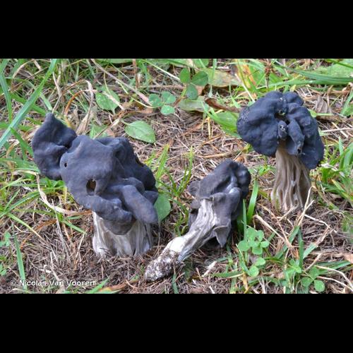 <i>Helvella lacunosa</i> Afzel., 1783 &copy; Nicolas Van Vooren