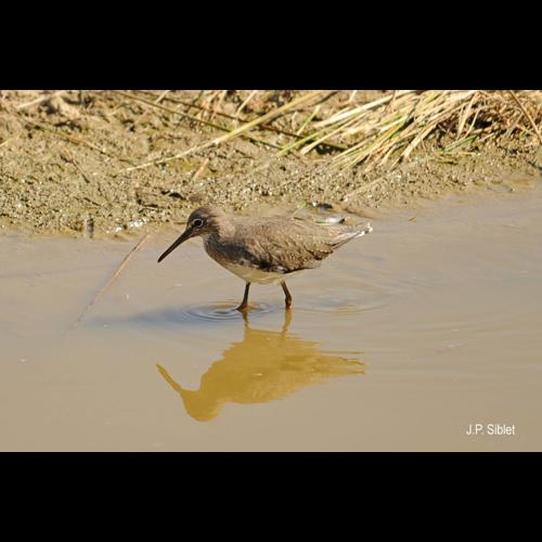 <i>Tringa ochropus</i> Linnaeus, 1758 © J.P. Siblet