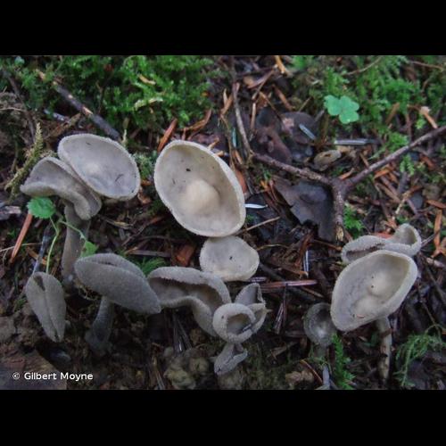 <i>Helvella macropus</i> (Pers.) P.Karst., 1871 © Gilbert Moyne