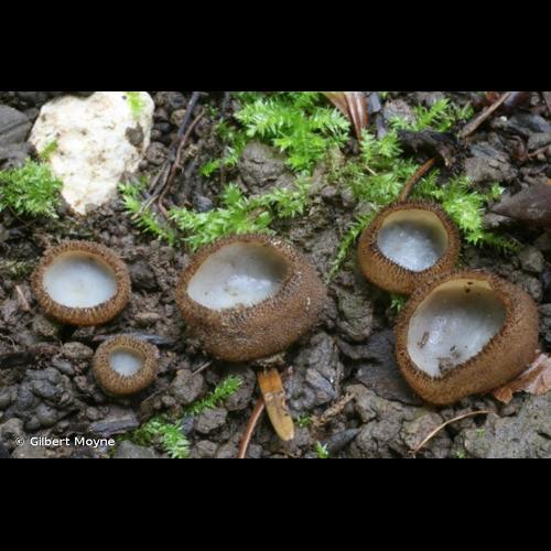 <i>Humaria hemisphaerica</i> (F.H.Wigg.) Fuckel, 1870 © Gilbert Moyne