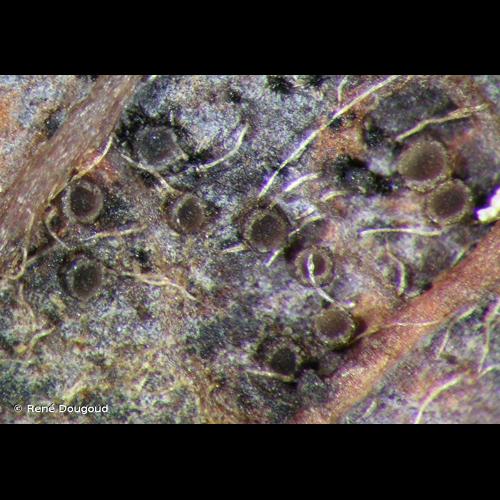 <i>Pyrenopeziza fuckelii</i> Nannf., 1931 © René Dougoud