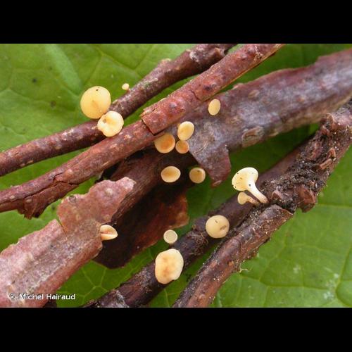 <i>Hymenoscyphus calyculus</i> (Fr.) W.Phillips, 1887 &copy; Michel Hairaud