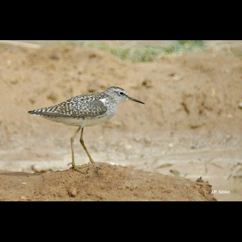 <i>Tringa glareola</i> Linnaeus, 1758 &copy; J.P. Siblet