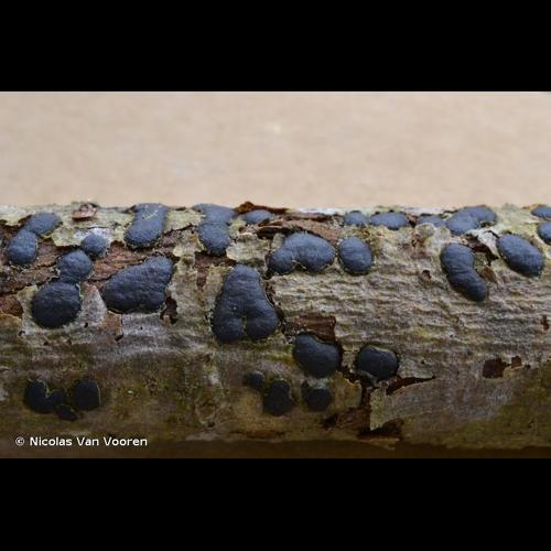 <i>Hypoxylon fuscum</i> (Pers.) Fr., 1849 © Nicolas Van Vooren