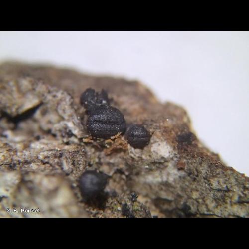 <i>Hysterium pulicare</i> Pers., 1794 &copy; R. Poncet