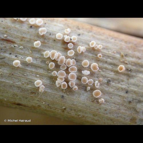 <i>Lachnum imbecille</i> P.Karst., 1871 © Michel Hairaud