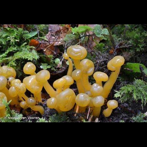 <i>Leotia lubrica</i> (Scop.) Pers., 1794 © Nicolas Van Vooren