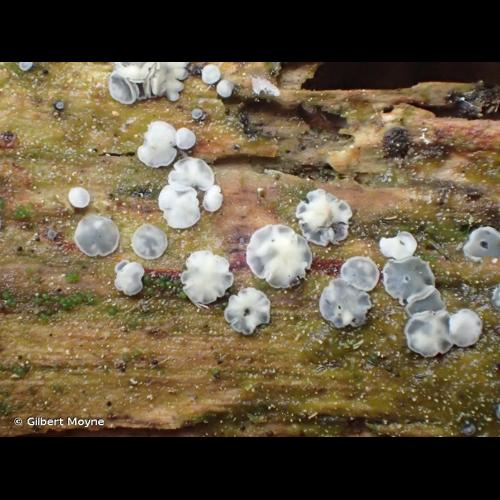 <i>Mollisia cinerea</i> (Batsch) P.Karst., 1871 © Gilbert Moyne