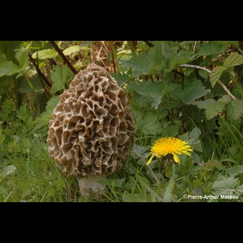 <i>Morchella esculenta</i> (L.) Pers., 1794 © PA. Moreau