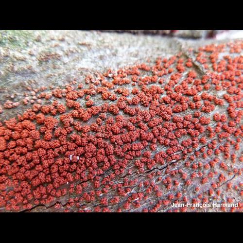 <i>Nectria cinnabarina</i> (Tode) Fr., 1849 © JF. Harmand