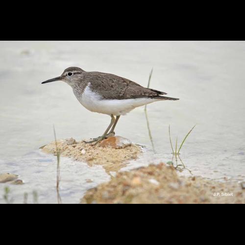 <i>Actitis hypoleucos</i> (Linnaeus, 1758) © J.P. Siblet