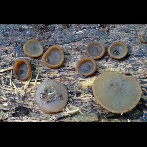 <i>Peziza apiculata</i> Cooke, 1875 © Gilbert Moyne