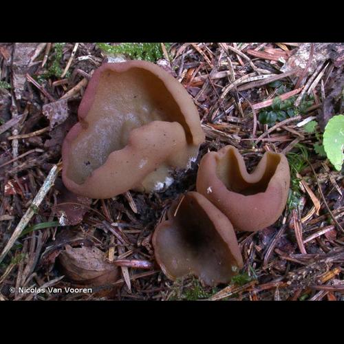 <i>Legaliana badia</i> (Pers.) Van Vooren, 2020 © Nicolas Van Vooren