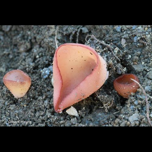 <i>Phylloscypha coquandii</i> (Donadini) Van Vooren, 2020 © Gilbert Moyne