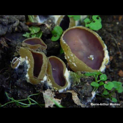 <i>Paragalactinia michelii</i> (Boud.) Van Vooren, 2020 © PA. Moreau