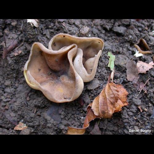 <i>Paragalactinia succosa</i> (Berk.) Van Vooren, 2020 © D. Sugny