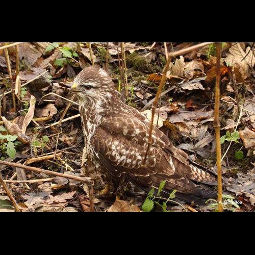 <i>Buteo buteo</i> (Linnaeus, 1758) © A. Horellou