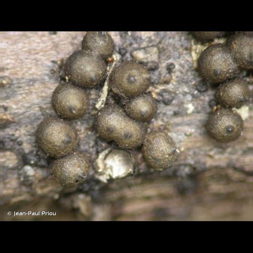 <i>Rosellinia subsimilis</i> P.Karst. & Starbäck, 1887 &copy; Jean-Paul Priou