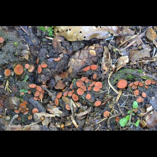 <i>Scutellinia cejpii</i> (Velen.) Svrček, 1971 &copy; Nicolas Van Vooren