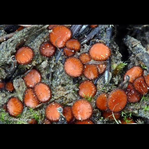 <i>Scutellinia crinita</i> (Bull.) Lambotte, 1887 &copy; Gilbert Moyne