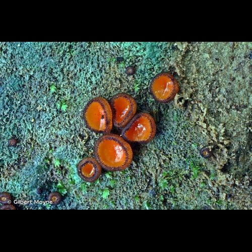 <i>Scutellinia nigrohirtula</i> (Svrček) Le Gal, 1964 &copy; Gilbert Moyne