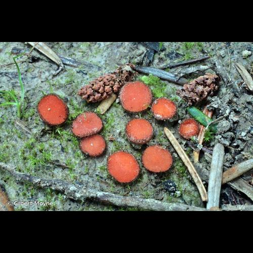 <i>Scutellinia trechispora</i> (Berk. & Broome) Lambotte, 1887 &copy; Gilbert Moyne