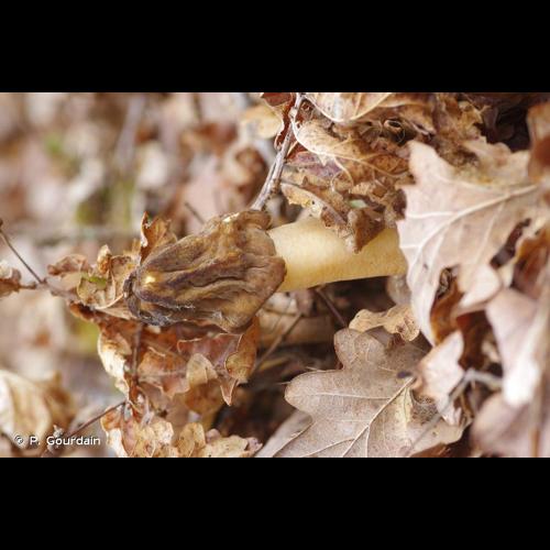 <i>Verpa conica</i> (O.F.Müll.) Sw., 1815 © P. Gourdain