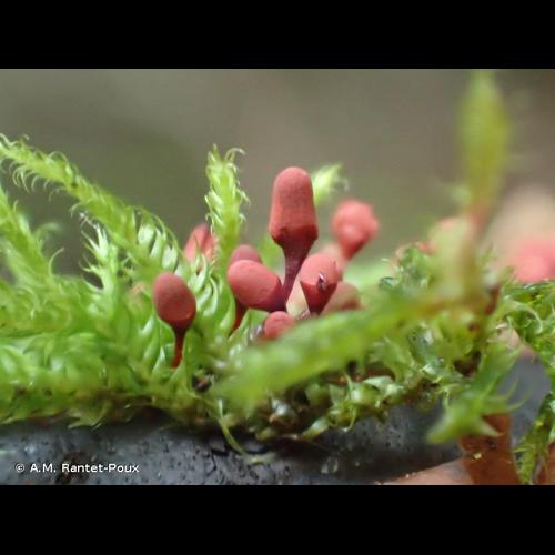 <i>Arcyria affinis</i> Rostaf., 1875 © A.M. Rantet-Poux