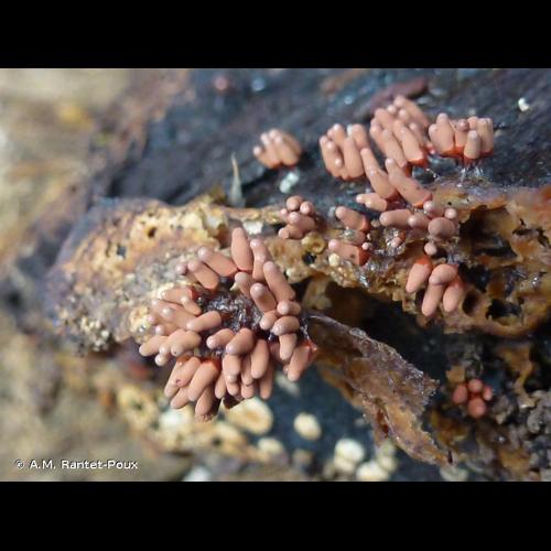 <i>Arcyria denudata</i> (L.) Wettst., 1886 © A.M. Rantet-Poux